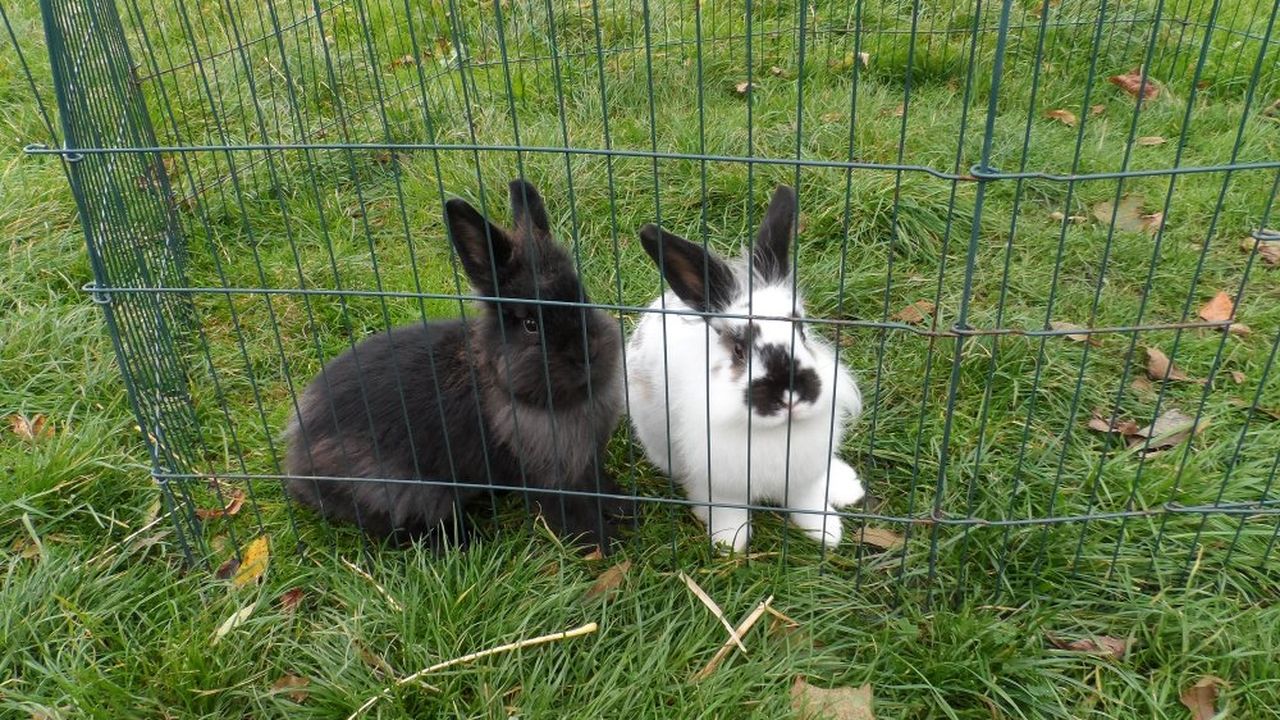 Kaninchen im Freilauf Kaninchen im Freilauf